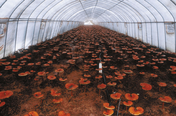 What you need to know about the benefits of Reishi mushroom