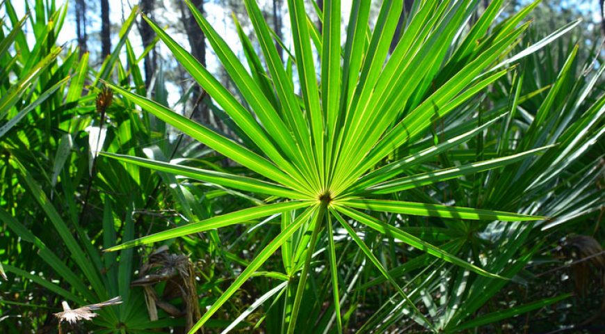 Aogubio Supply Saw Palmetto Extract For Healthy Supplement.