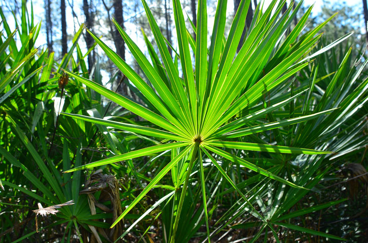 Aogubio Supply Saw Palmetto Extract For Healthy Supplement.